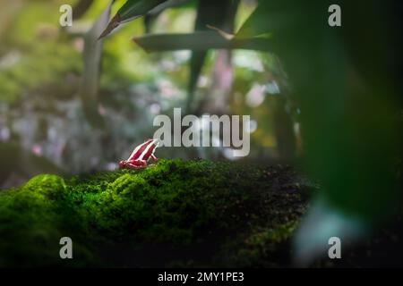 Phantasmaler Giftfrosch (Epipedobates tricolor) Stockfoto