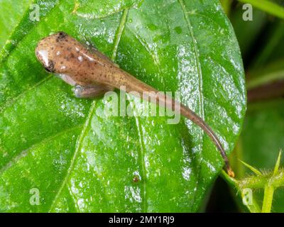 Vor kurzem kam es aus dem Wasser in der Provinz Orellana, Ecuador, zu einer Verwandlung des Roten Schirmtreefrog (Dendropsophus rhodopeplus) Stockfoto