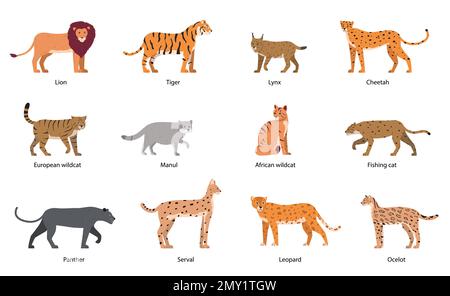Wildkatzen-Flachbild mit isolierten Symbolen von Katzenfamilien-Kritzelfiguren mit editierbaren Textbeschriftungen Vektordarstellung Stock Vektor