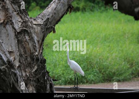 Nahaufnahme eines östlichen Großen Reiers (Ardea alba modesta) in einem Park vor verschwommenem Hintergrund Stockfoto
