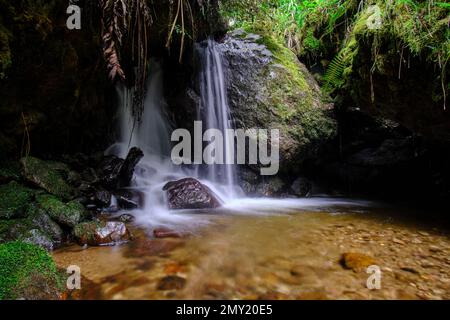 Wunderschöne Landschaft eines Wasserlaufs in den Wäldern des Nebelwaldes von Peru, kristallines und reines Wasser, das kleine Wasserfälle in so einem n bildet Stockfoto