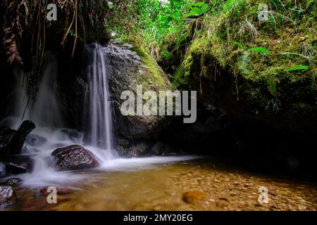 Wunderschöne Landschaft eines Wasserlaufs in den Wäldern des Nebelwaldes von Peru, kristallines und reines Wasser, das kleine Wasserfälle in so einem n bildet Stockfoto