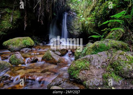 Wunderschöne Landschaft eines Wasserlaufs in den Wäldern des Nebelwaldes von Peru, kristallines und reines Wasser, das kleine Wasserfälle in so einem n bildet Stockfoto