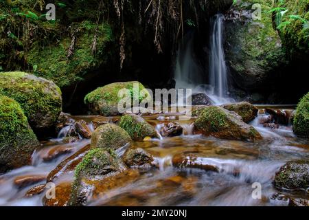 Wunderschöne Landschaft eines Wasserlaufs in den Wäldern des Nebelwaldes von Peru, kristallines und reines Wasser, das kleine Wasserfälle in so einem n bildet Stockfoto