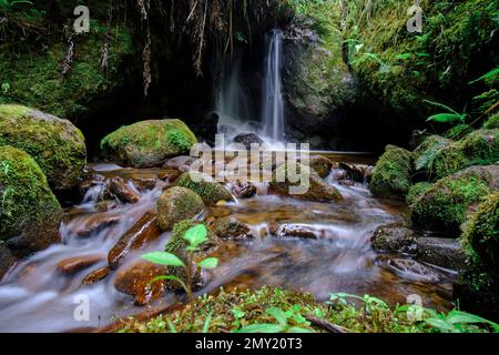 Wunderschöne Landschaft eines Wasserlaufs in den Wäldern des Nebelwaldes von Peru, kristallines und reines Wasser, das kleine Wasserfälle in so einem n bildet Stockfoto