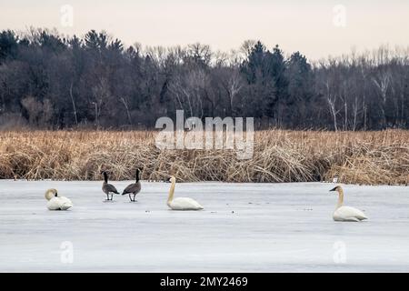 Schwäne und kanadische Gänse auf dem gefrorenen Wasser im Big Marine Park Reserve, Marine auf St. Croix, Minnesota, USA. Stockfoto