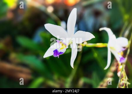 Weiße Orchideenblume auf einem Garten Stockfoto