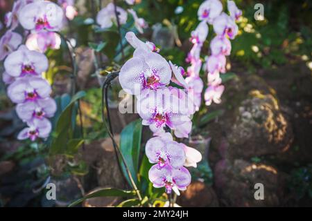 Weiße und rosafarbene Phalaenopsis Orchideenblüten Stockfoto