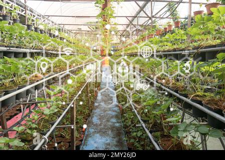 Intelligente Landwirtschaft mit Technologie für den landwirtschaftlichen Betrieb und einem Symbol für Pflanzen und virtuelle Elemente im Hintergrund. Stockfoto