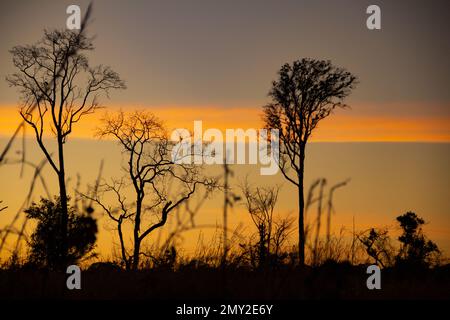 Goiania, Goias, Brasilien – 10. Juli 2022: Die typische Vegetation der Goiás Cerrado am Straßenrand mit Sonnenuntergang im Hintergrund. Stockfoto