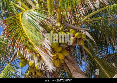 Kokospalme, Yucatán-Halbinsel, Mexiko Stockfoto