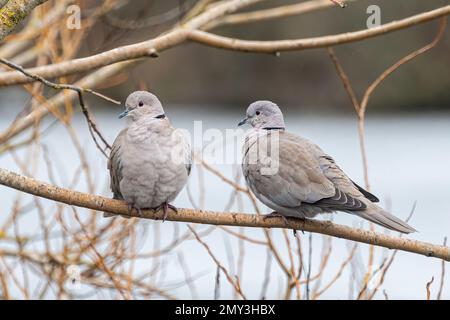 Ein Paar Halskrauttauben (Streptopelia decaocto), das im Februar in Berkshire, England, Großbritannien, in einem Baum hoch oben stand Stockfoto