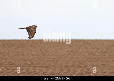 Huhn Harrier (Circus cyaneus) fliegende Jagd Weybourne Norfolk UK GB Februar 2023 Stockfoto