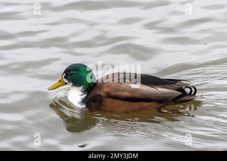 Hausstaudente (Wildsteigeente, Anas platyrhynchos), Vereinigtes Königreich Stockfoto