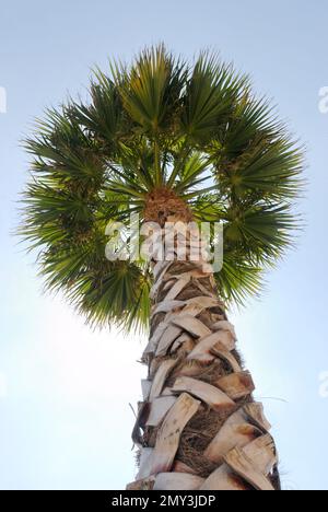 Eine einzelne Palme mit Blick von unten unter einem klaren blauen Himmel Stockfoto