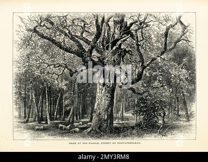 Antikes Bild der Eichen im Wald von Fontainebleau, sechzig Kilometer südöstlich von Paris, Frankreich. Die Gravur wurde in Picturesq veröffentlicht Stockfoto