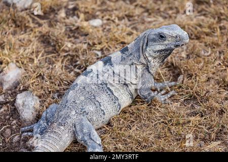 Schwarzer Stachelschwanzleguan, Yucatán-Halbinsel, Mexiko Stockfoto