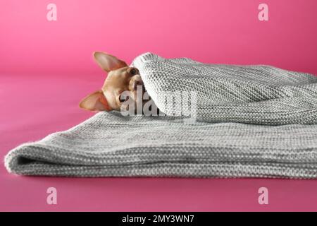 Süßes Chihuahua Hündchen, in eine Decke gewickelt, auf pinkfarbenem Hintergrund. Baby-Tier Stockfoto