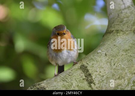 Nahaufnahme eines europäischen Robin (Erithacus rubecula), hoch oben auf einem gekrümmten Ast, mit Blick von unten nach rechts auf den grünen Bokeh-Hintergrund Stockfoto