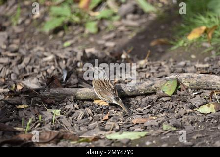 Sonnenbeleuchteter Dunnock (Prunella modularis) in Left-Profile on the ground Amoningst Leaf Streut, aufgenommen im Herbst in Großbritannien Stockfoto