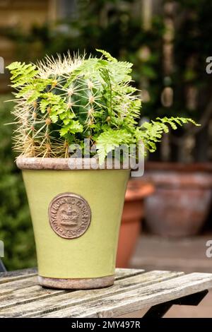 Baseballkaktus (Parodia Notocactus), der einen Topf mit einem Boston Fern teilt. Stockfoto