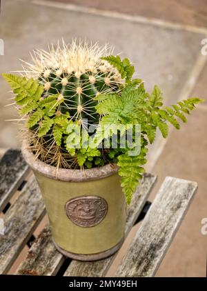 Baseballkaktus (Parodia Notocactus), der einen Topf mit einem Boston Fern teilt. Stockfoto