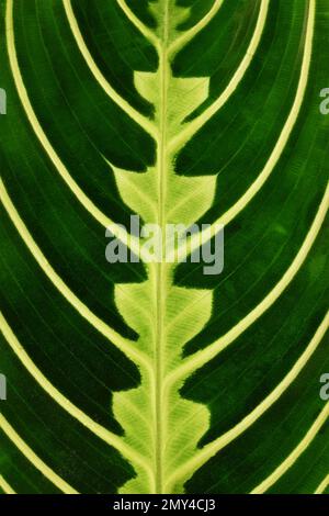 Nahaufnahme der grünen Adern-Tropenpflanze „Maranta Leuconeura Lemon Lime“ Stockfoto