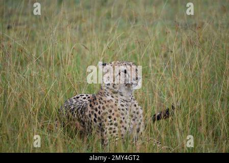 Geparden im Masai Mara National Reserve in Kenia Stockfoto