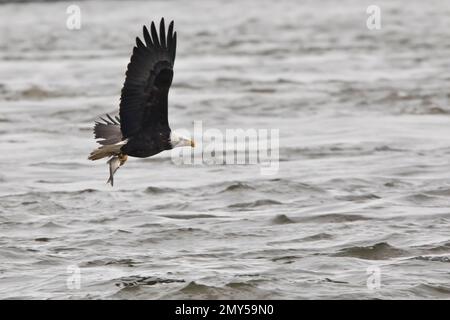 Ein erwachsener Weißkopfseeadler mit einem Fisch in seinen Krallen, der an einem Wintertag über den Mississippi in Davenport, Iowa, fliegt. Stockfoto
