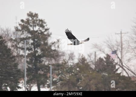 Ein erwachsener Weißkopfseeadler fliegt an einem Wintertag in Davenport, Iowa, über Bäume. Stockfoto
