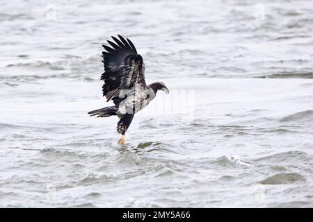 Junge Weißkopfseeadler fangen einen Fisch am Mississippi River in Davenport, Iowa, mit Flügeln und Krallen. Stockfoto