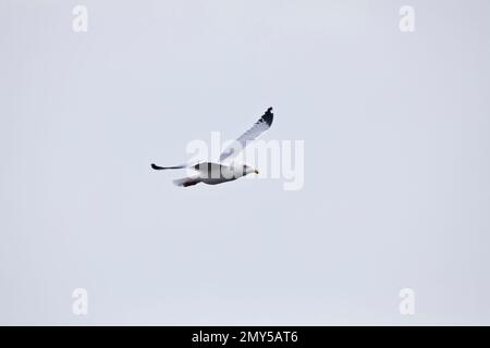 Ringmöwe, Larus delawarensis, im Flug isoliert am klaren blauen Himmel in Davenport, Iowa, an einem bedeckten Wintertag. Stockfoto