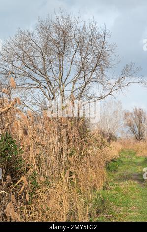 Schilf, Gräser und Bäume vor blauem Himmel im Naturschutzgebiet Beauchamp, Arles, Provence, Frankreich Stockfoto