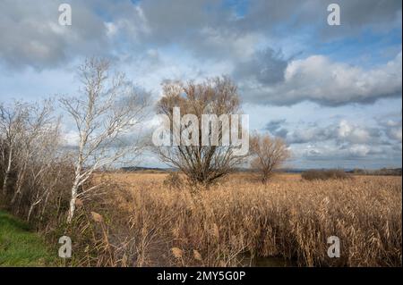 Schilf, Gräser und Bäume vor blauem Himmel im Naturschutzgebiet Beauchamp, Arles, Provence, Frankreich Stockfoto
