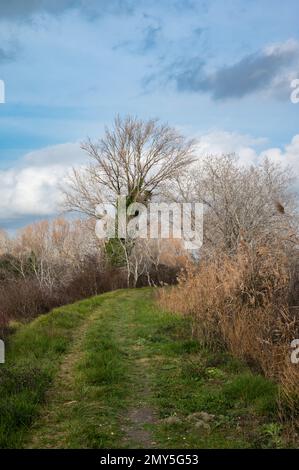 Schilf, Gräser und Bäume vor blauem Himmel im Naturschutzgebiet Beauchamp, Arles, Provence, Frankreich Stockfoto