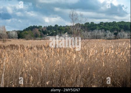 Schilf, Gräser und Bäume vor blauem Himmel im Naturschutzgebiet Beauchamp, Arles, Provence, Frankreich Stockfoto
