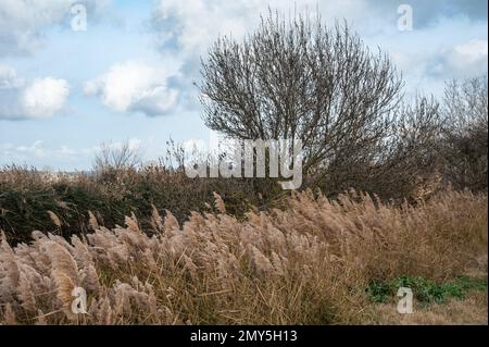 Schilf, Gräser und Bäume vor blauem Himmel im Naturschutzgebiet Beauchamp, Arles, Provence, Frankreich Stockfoto