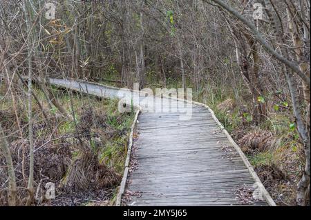 Hölzerner Wanderweg durch die Feuchtgebiete von Beauchamp, Arles, Provence, Frankreich Stockfoto