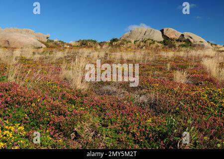 Wiese mit blühenden Wildblumen an der Red Rock Coast in Ploumanach Bretagne Frankreich an Einem wunderschönen sonnigen Sommertag mit klarem blauen Himmel Stockfoto