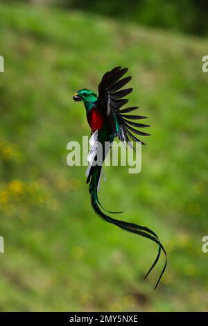 Ein prächtiger Quetzal kehrt in sein Nest zurück, um seine Jungen zu füttern, nachdem er nach Avocado gesucht hat. Die Quetzals nisten in toten Baumstämmen. Im San Stockfoto