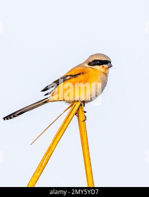 Ein Langschwanzkreide, der auf trockenem Gras ruht Stockfoto