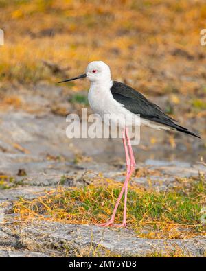 Ein schwarzer geflügelter Stilt, der auf dem Boden herumläuft Stockfoto
