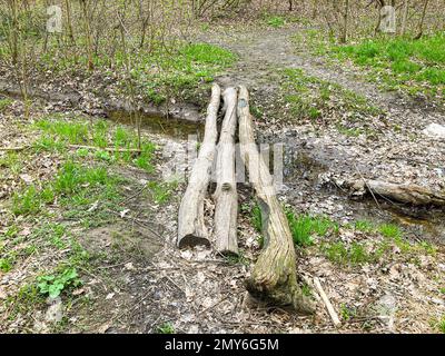 Baumstämme über den Bach. Drei Baumstämme liegen über dem Bach und bilden eine Brücke im Wald. Waldüberquerung. Holzbrücke Stockfoto