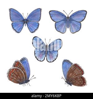 Ein Satz wässriger Kupferschmetterlinge, isoliert auf weißem Hintergrund. Perfekt für Tapeten, Druck, Textilien, Kinderzimmer, Sammelalben, Hochzeitseinladung Stockfoto