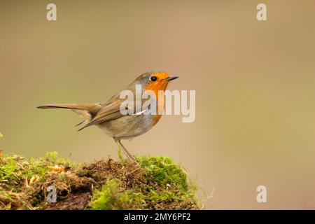Robin Redbreast. Wissenschaftliche Bezeichnung: Erithacus rubecula. Nahaufnahme eines Robin im Winter, hoch oben auf grünem Moos und nach rechts gerichtet. Sauberer Hintergrund. Polizist Stockfoto