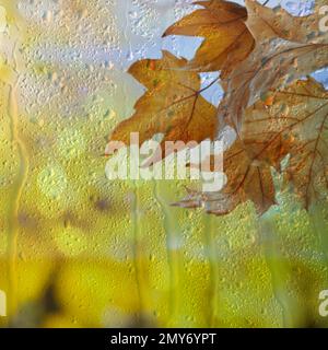 Wunderschöne Herbstblätter an regnerischen Tagen, Blick durch das Fenster Stockfoto