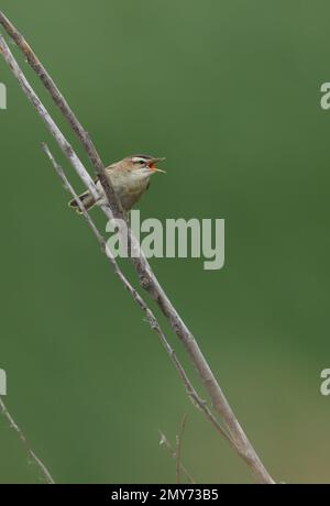 Sedge Warbler (Acrocephalus schoenobaenus) männlicher Erwachsener, der im Song Hortobagy, Ungarn, auf totem Busch sitzt Mai Stockfoto