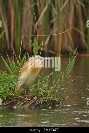 Squacco Heron (Ardeola ralloides), Erwachsener, der am Wasserrand des Fischteiches im Regen Hortobagy, Ungarn, steht Mai Stockfoto