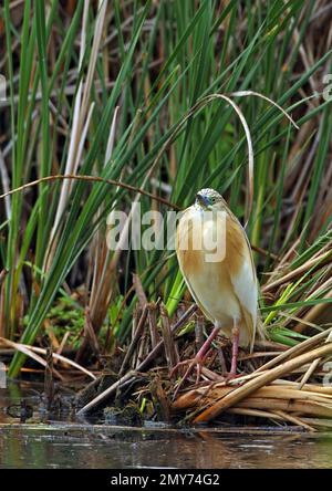 Squacco Heron (Ardeola ralloides), Erwachsener, der am Wasserrand des Fischteiches im Regen Hortobagy, Ungarn, steht Mai Stockfoto