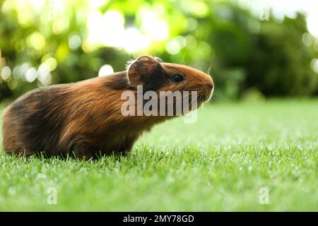 Süßes Meerschweinchen auf grünem Gras im Park Stockfoto